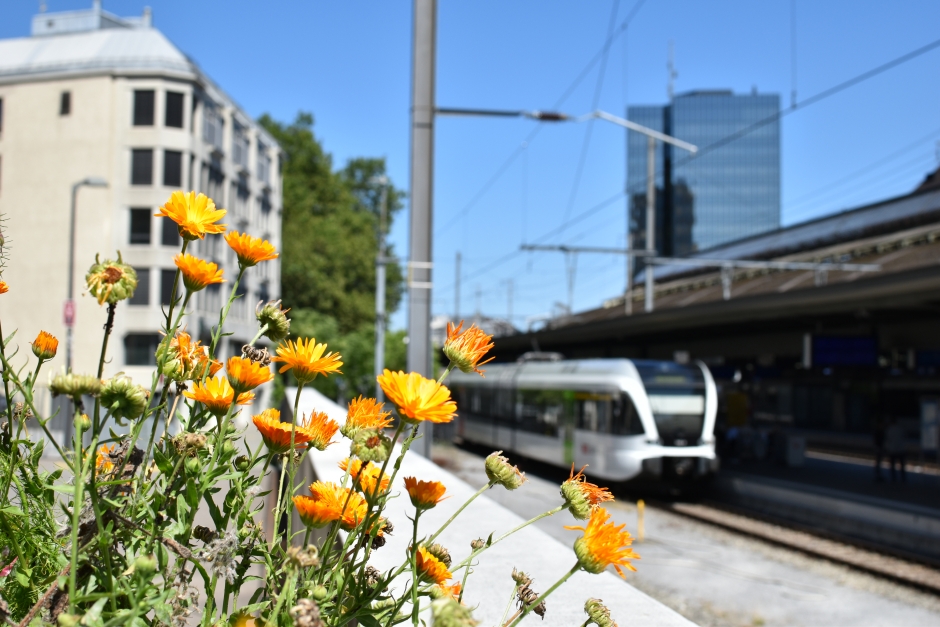 Symbolbild Natur findet Stadt